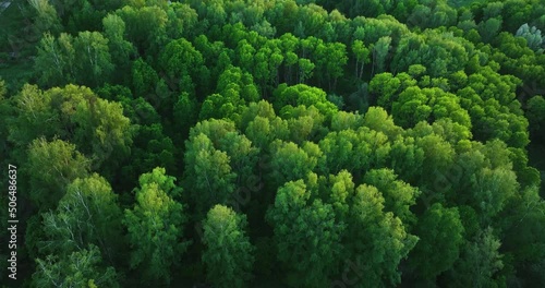 Flight over green forest in summer. Birch Grove. Aerial view  
