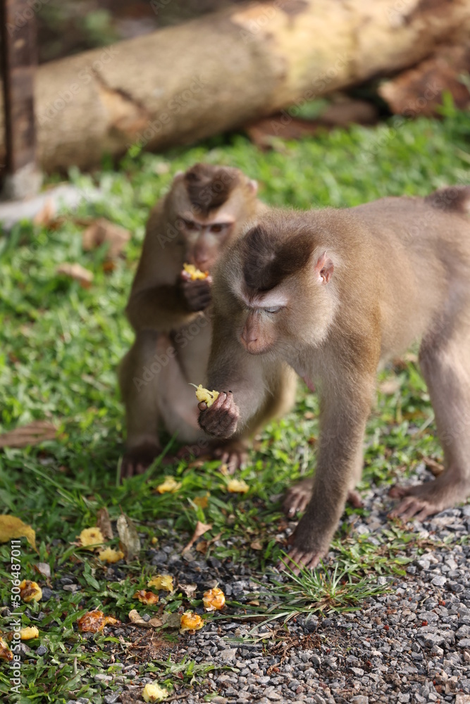 Naklejka premium Wild monkeys are lounging and eating on the ground. in Khao Yai National Park, Thailand