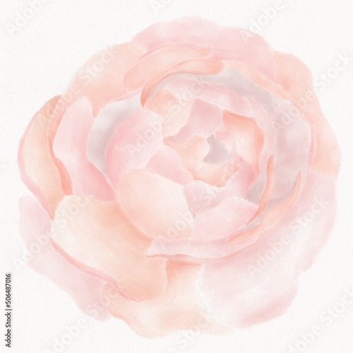 Watercolor illustration of a peony flower, peach color, decorative isolated element © Александра Уткаева