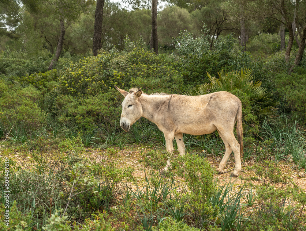 Ein Esel in einem Park auf Spaniens Insel Mallorca Ein Esel in einem Park auf Spaniens Insel Mallorca