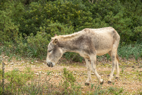 Ein Esel in einem Park auf Spaniens Insel Mallorca