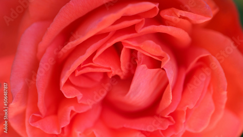 Bright red mid rose flower closeup background