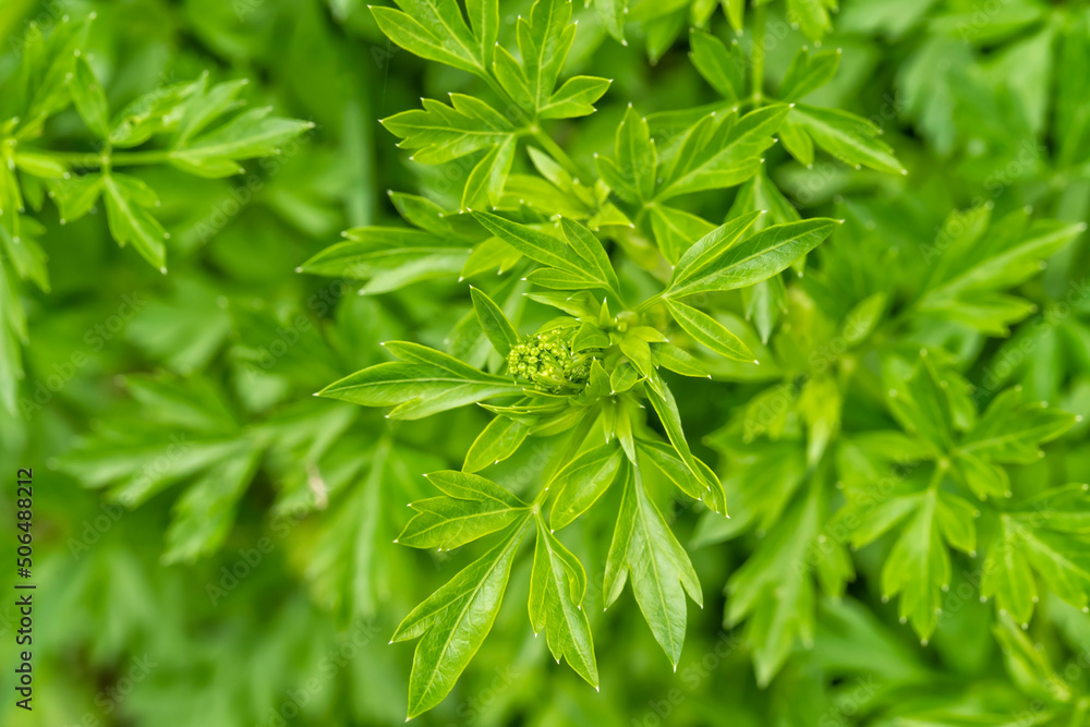 Macro detail of a parsley plant beginning to flower Macro detail of a parsley plant beginning to flower