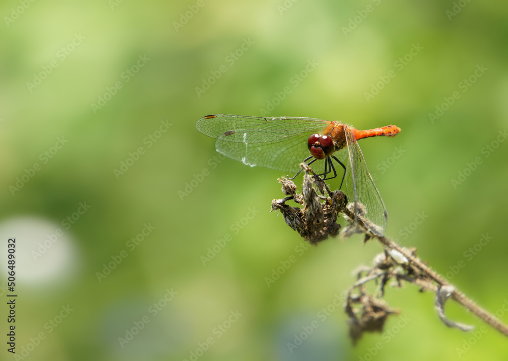 Close-up of a red dragonfly that froze for a moment Close-up of a red dragonfly that froze for a moment