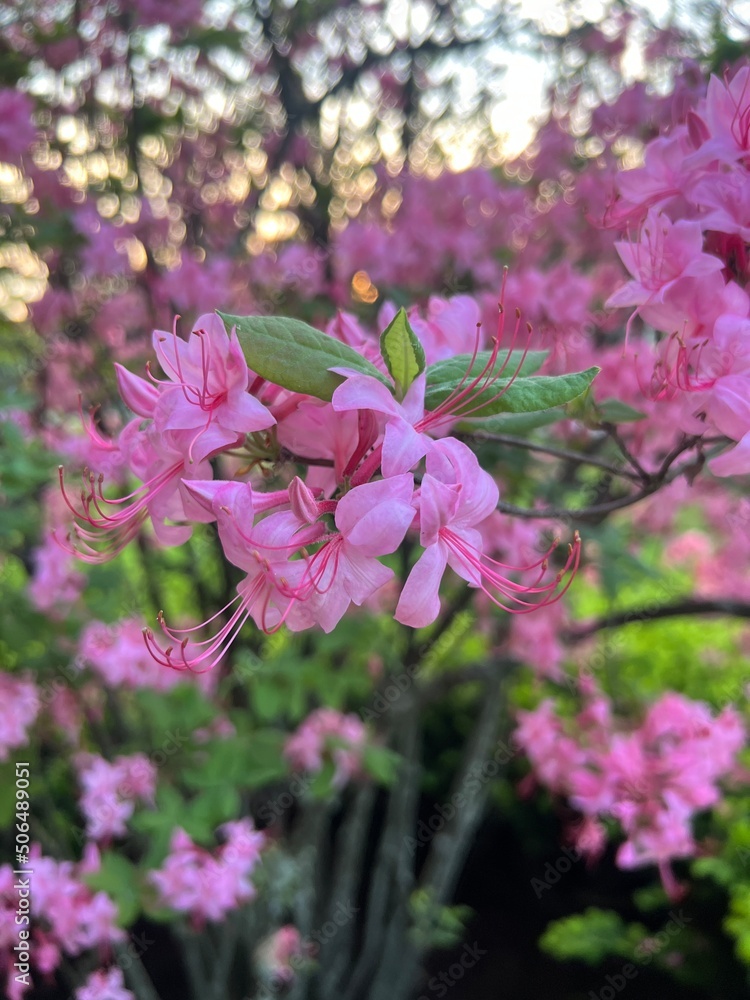 pink flowers