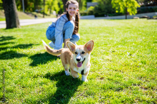 Pembroke welsh corgi puppy walks on a green lawn on a sunny day.