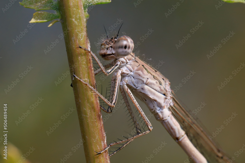 Fototapeta premium Dragonfly (Coenagrionidae) sits on a dry grass stalk. Transparent wings with a strict pattern are folded along the body.