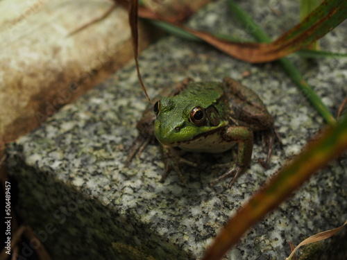 Frog on Granite