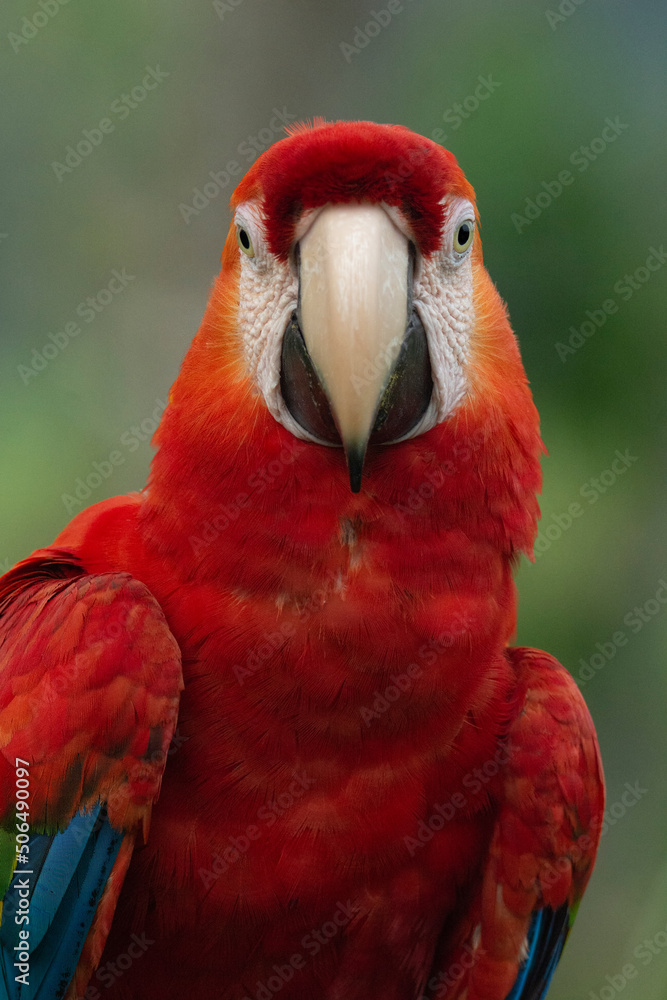 Scarlet Macaw
Ara macao
Guacamaya bandera Scarlet Macaw
Ara macao
Guacamaya bandera