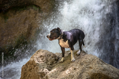 A beautiful dog sits in front of a waterfall. Black and white dog. American Staffordshire Terrier. Beautiful waterfall in the background.