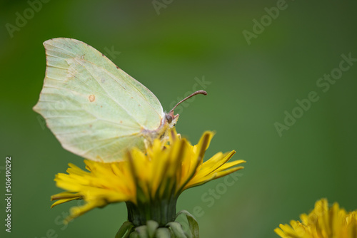Title: butterfly common brimstone (Gonepteryx rhamni) on flower   © Rauno