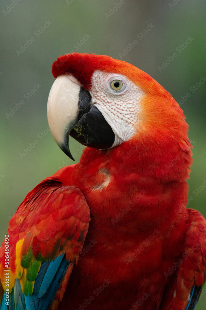 Portrait Scarlet Macaw
Ara macao
Guacamaya bandera
