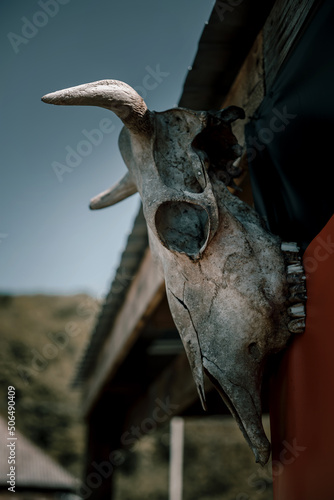 The bone skull of a bull hangs on a fence. Blue sky in the background. Wooden fence ranch. Scary skull. Bones.