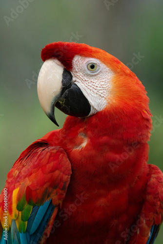 Portrait Scarlet Macaw Ara macao Guacamaya bandera