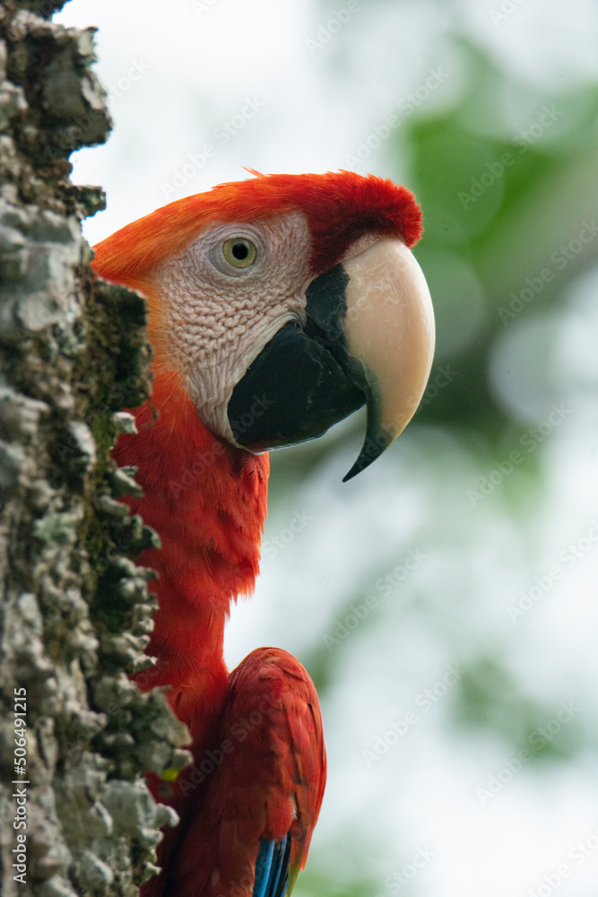 Scarlet Macaw Ara macao Guacamaya bandera Stock Photo Adobe Stock