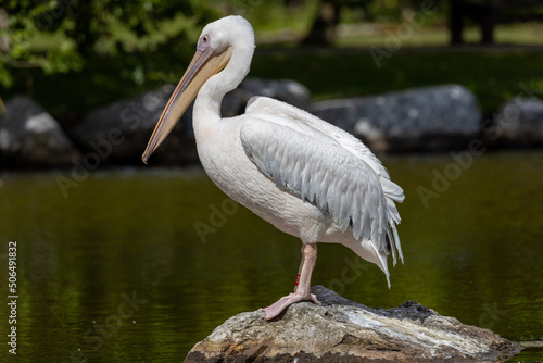 pelican on a rock