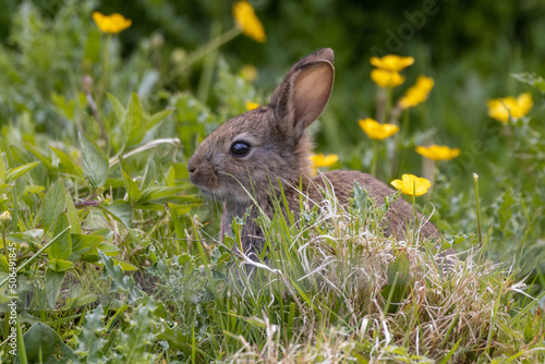 rabbit in the grass © edfitzgerald