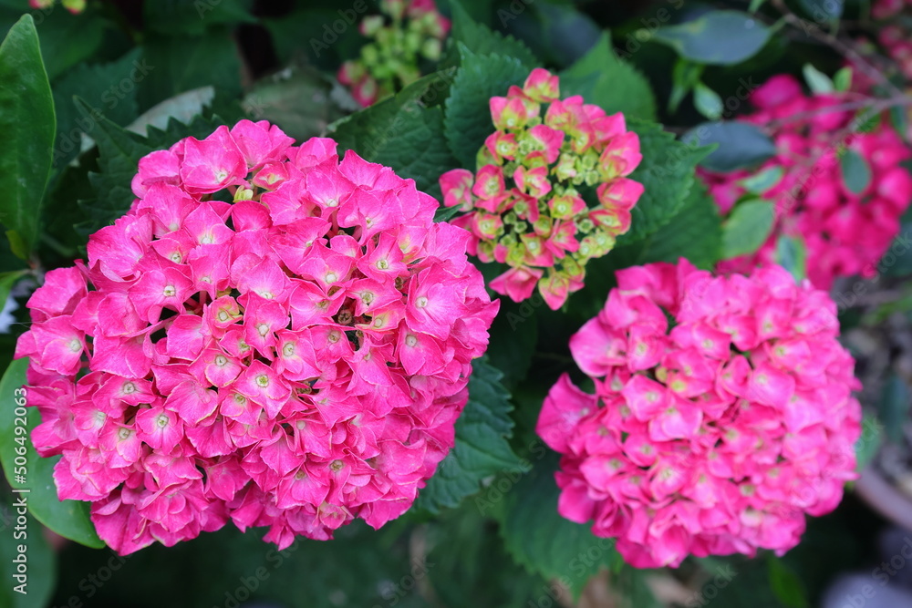 Fototapeta premium ortensia rosa, pink hydrangea