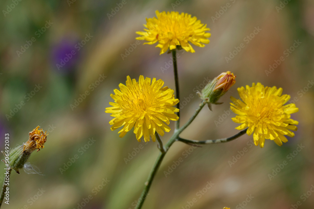 beautiful and colourful spring wildflowers and herbs in Madrid Spain beautiful and colourful spring wildflowers and herbs in Madrid Spain