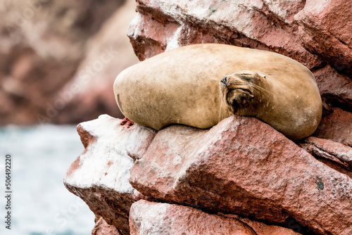 A sleeping Peruvian sea lion