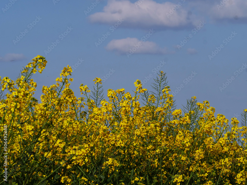 Rapeseed plant flowering in full bloom against blue sky Rapeseed plant flowering in full bloom against blue sky