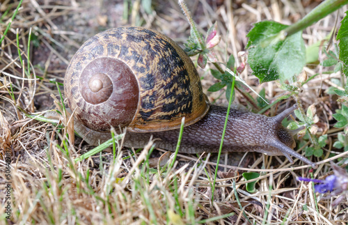 A snail with a house in the grass