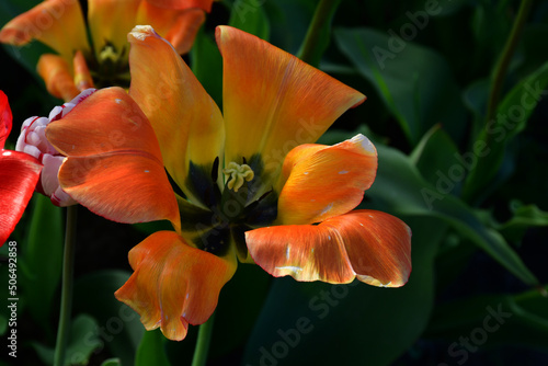 Top view of a yellow-orange fading open tulip flower. Completion of flowering. Natural texture and defects of the petals without processing and retouching. Aging and fading