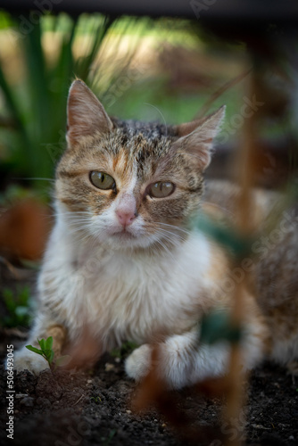 Cat portrait in a garden