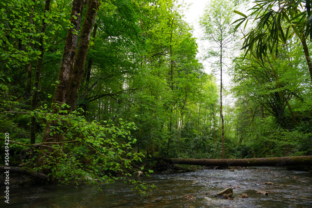 Obraz premium forest with trees and river