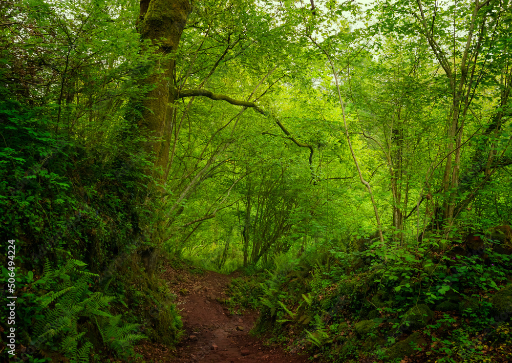 Green forest with dirt road, moss and ferns