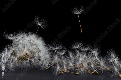 bunch of dandelion seeds on a black background, wallpaper with dandelions