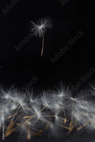 bunch of dandelions and one parachute dandelion took off on a black background