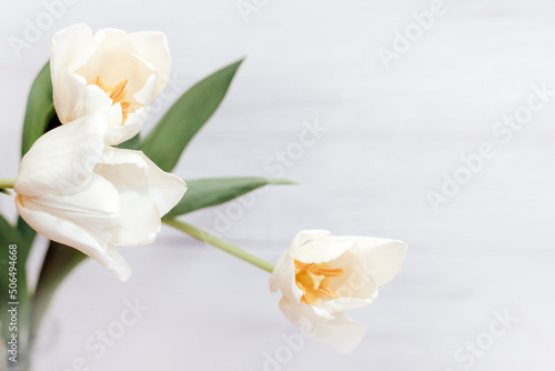 Bouquet of white tulips on a wooden white background  space for text.