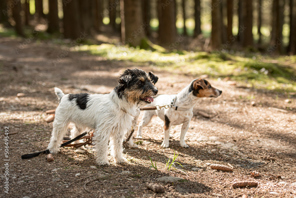 Cute small obedient Jack Russell Terrier dogs in the forest on a path Cute small obedient Jack Russell Terrier dogs in the forest on a path
