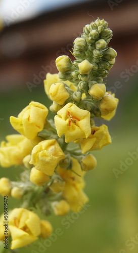 Mullein ordinary - plant flower