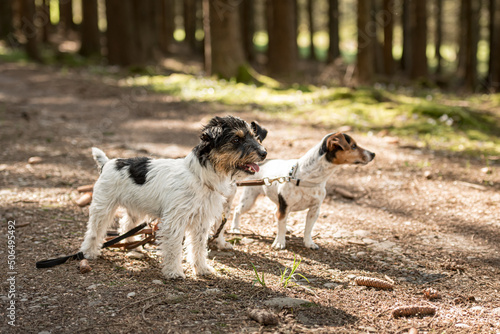 Photography Cute small obedient Jack Russell Terrier dogs in the forest on a path