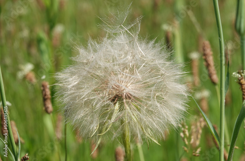 Field clover - plant flower