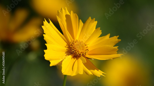 Coreopsis lanceolate - plant flower