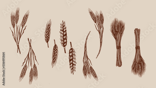 Foto wheat ears isolated on beige