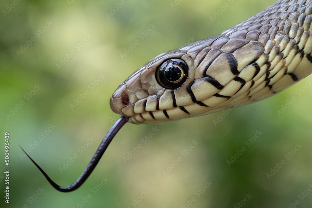 Rat Snake Rat Snake