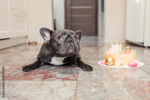 Dog birthday. French bulldog with birthday cake. Happy Birthday