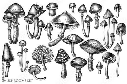 Forest mushrooms vintage vector illustrations collection. Black and white mushrooms.