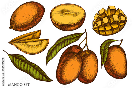 Fruits hand drawn vector illustrations collection. Colored mango.