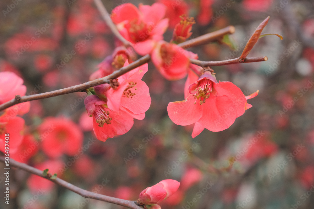 branch of a blooming tree with beautiful pink flowers. macro floral natural defocused background branch of a blooming tree with beautiful pink flowers. macro floral natural defocused background