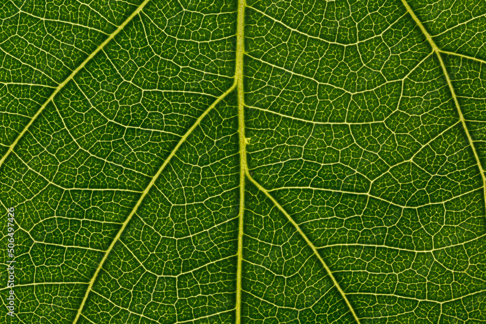 Abstract green leaf texture for background Abstract green leaf texture for background