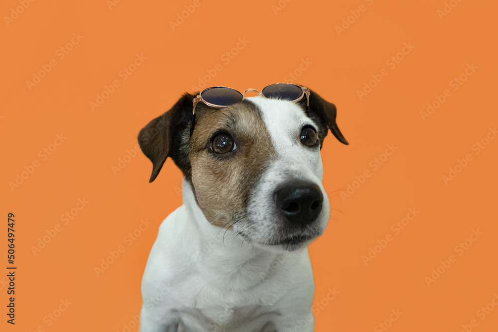 Jack Russell terrier on an orange background. Portrait. Pets. A thoroughbred dog with glasses