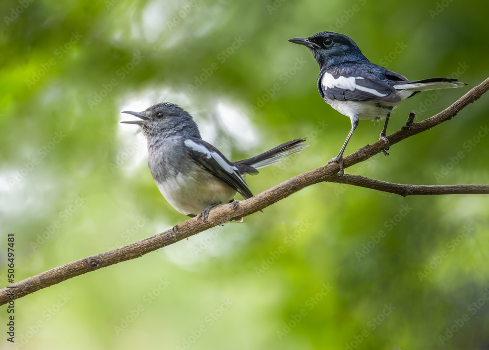 A Pair of Oriental Magpie on a tree A Pair of Oriental Magpie on a tree