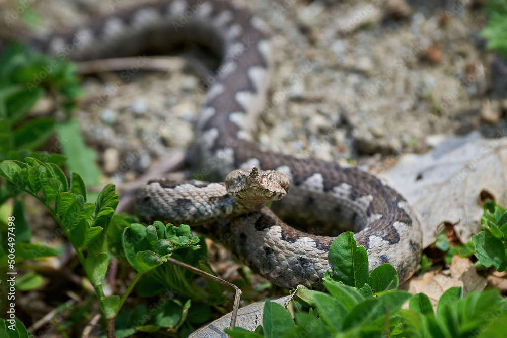 Nose-Horned Viper male preparing to strike (Vipera ammodytes) Nose-Horned Viper male preparing to strike (Vipera ammodytes)