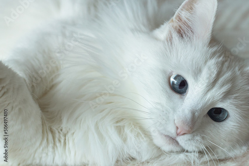 A domestic cat. Portrait. A white fluffy purebred cat. Pets © Alexander