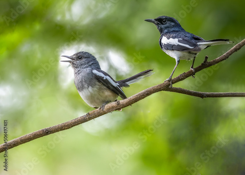 A Pair of Oriental Magpie on a tree